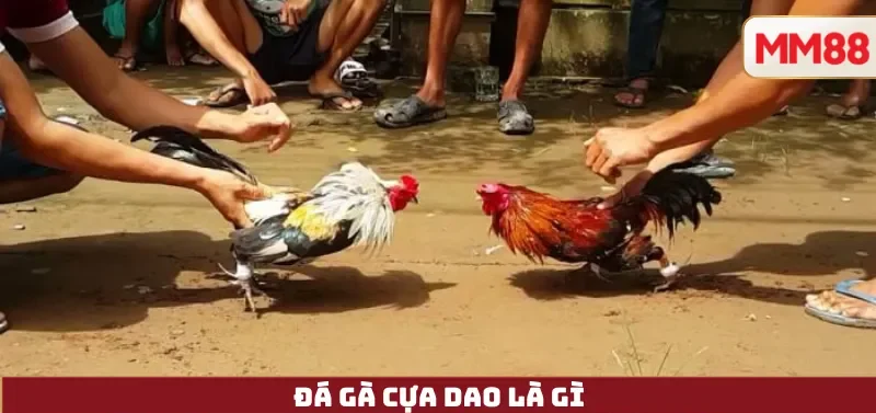 Đá Gà Cựa Dao – Nghệ Thuật Tốc Độ & Sức Mạnh Của Chiến Kê Hiện Đại Cùng MM88 3 Đá Gà Cựa Dao Là Gì